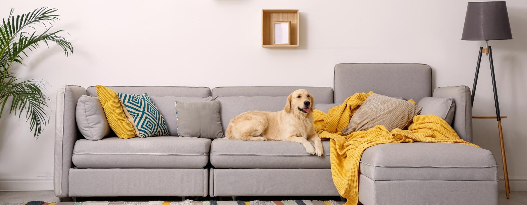 a dog sitting on a couch